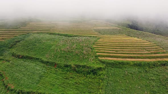 Drone Fly Over Green Yellow Rice Terraces Covered Fogs Horizon