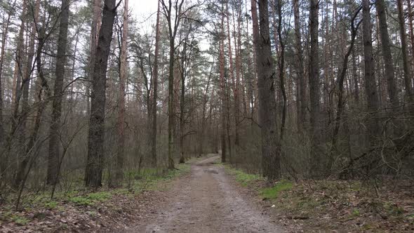 Aerial View of the Road Inside the Forest