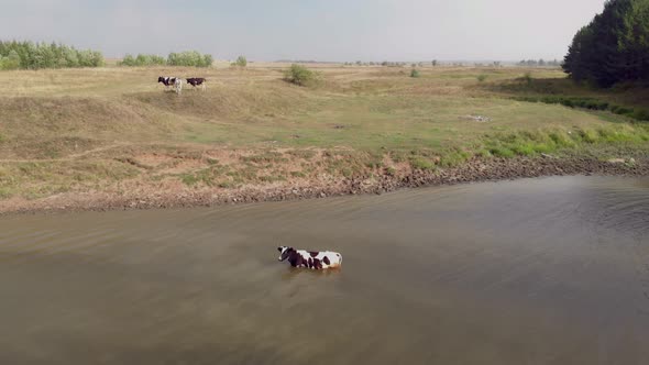 The Cow Climbed Into the Water to Cool Down a Little in the Cool River