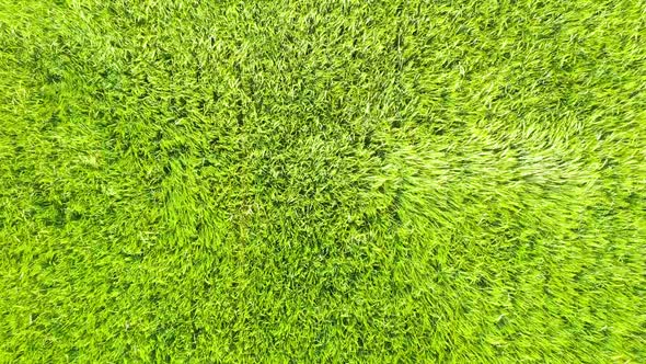 Closeup aerial video of waves and ripples in a green barley field on a windy day