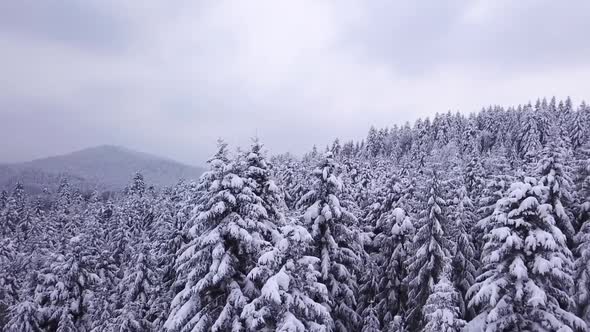 Winter Coniferous Forest . View From Above . Aerial View