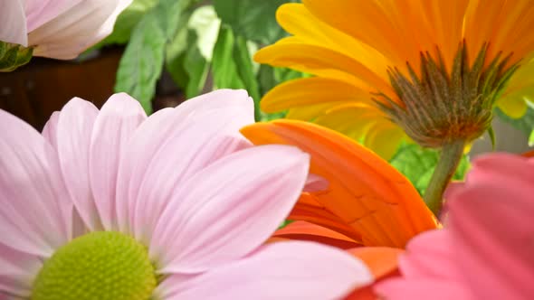 Sweet Flowers Floral Scene. View of Bright Colored Pink, Yellow, Orange, and Lilac Gerbera Daisies