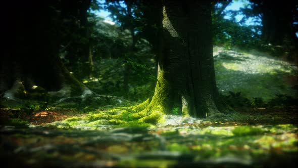 Tree Roots and Sunshine in a Green Forest