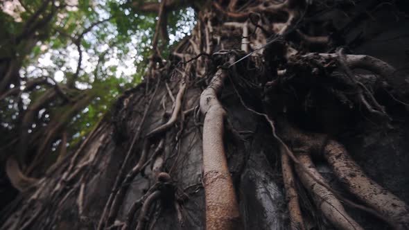 Old Banyan Tree With Big Roots Growing On The Wall In Hong Kong. - tilt shot