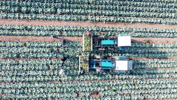 Farmers are Putting Cabbage Into Tractor Boxes in a Top View