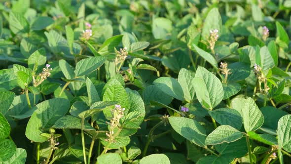 Field of Green Soybeans