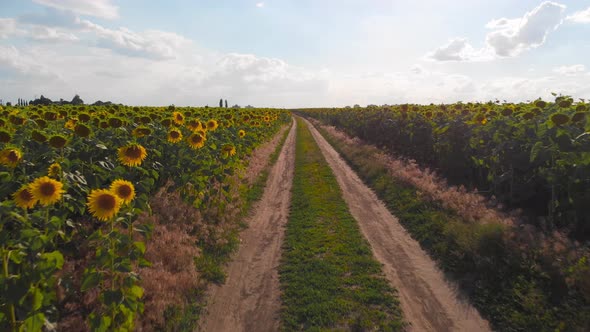 Flight Over a Field with Sunflowers Against a Background of Thunderclouds