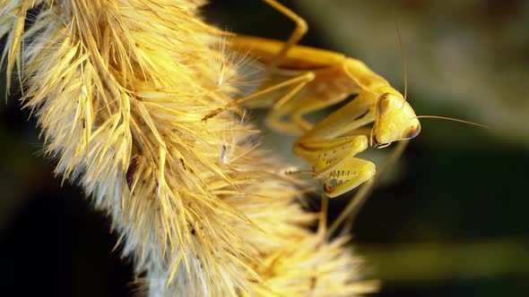 Yellow Praying Mantis Is Sitting and Cleaning It's Paws and Mandibles