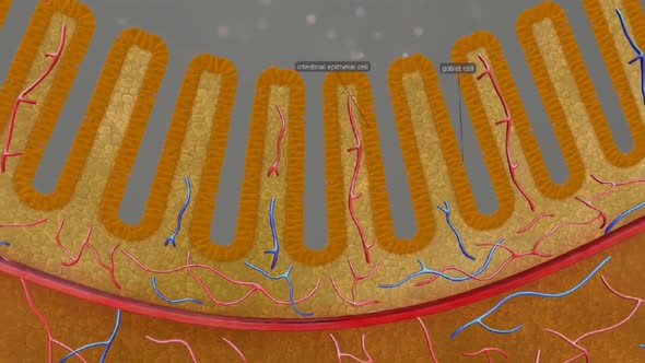 The large intestine includes the colon, rectum and anus.