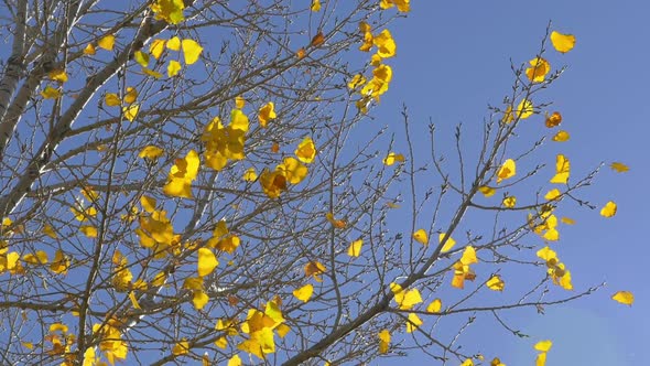 Autumn Leaves Shimmer with Blue Sky Background