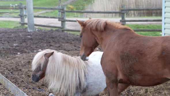 Horses on the Farm