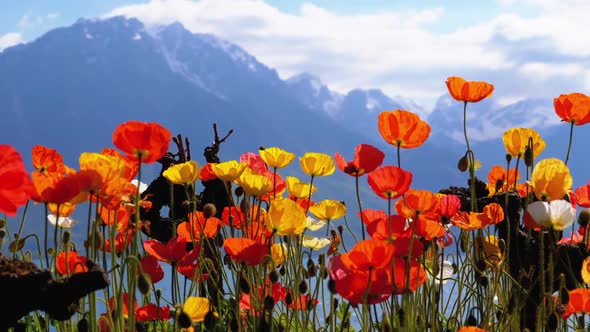 Colorful Poppies Against Alpine Mountains and Lake Geneva in Switzerland. Embankment in Montreux.