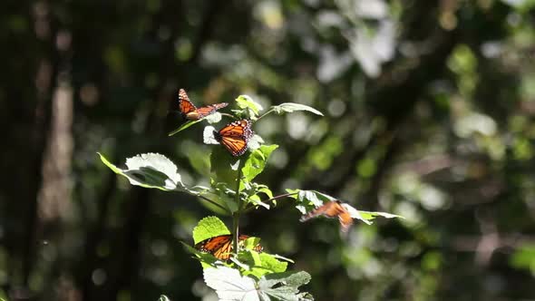 monarch butterfly sanctuary mexico