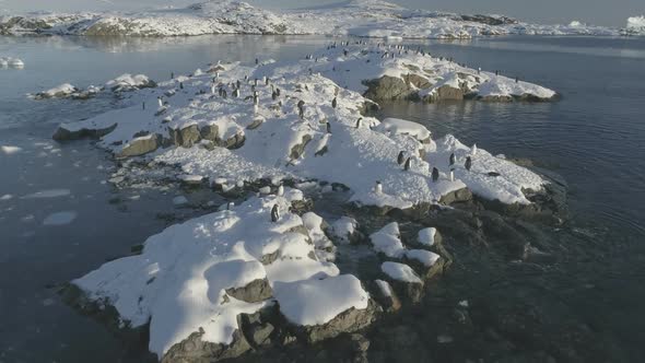 Slow-motion Aerial Flight Over Penguins on a Snow Island