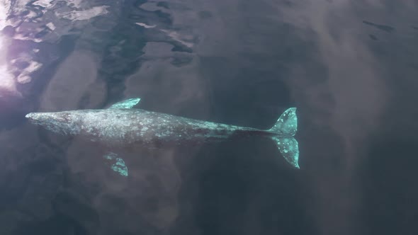 Gray Whale swimming in calm waters off the California coast near Dana Point Harbor and Marina.