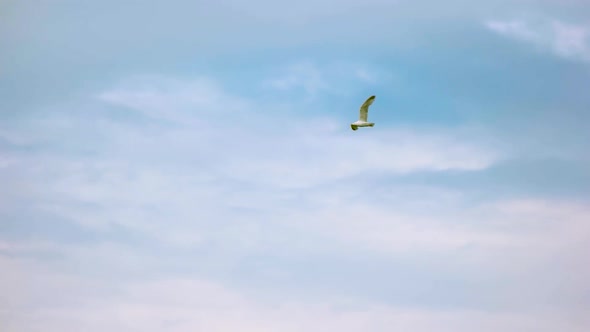 Gull in the Sky.