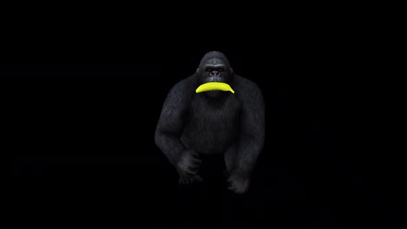 Gorilla With Banana