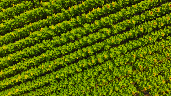 Flying Above Sunflower Field