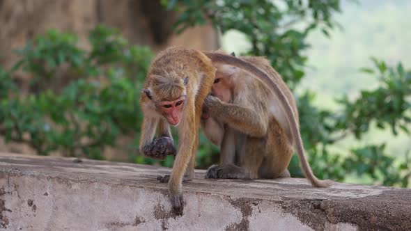 Monkeys in Sri Lanka