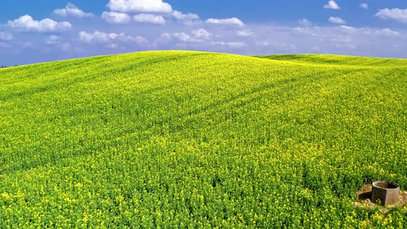 Stunning rolling rape fields in sunny day in Poland, aerial view