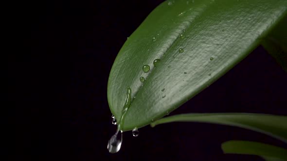 Beautiful drops of rainwater fall on a juicy tropical leaf