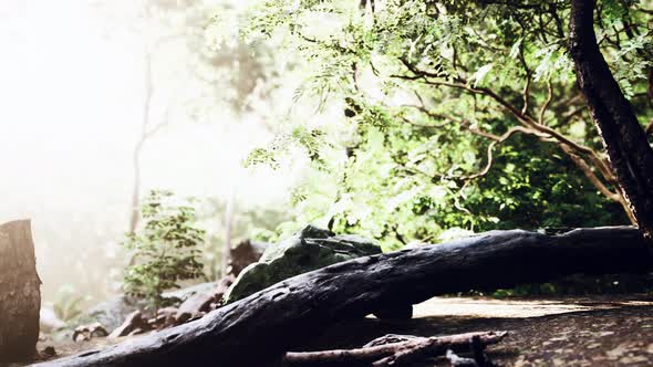 Rainforest with Morning Sunlight