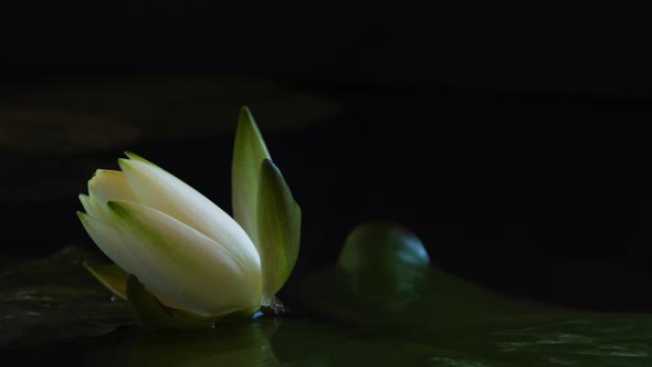 Time Lapse Water Lily Flower Opening Timelapse White Lotus Blooming in Pond