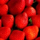 Strawberry background. Large ripe strawberries close-up. - VideoHive Item for Sale
