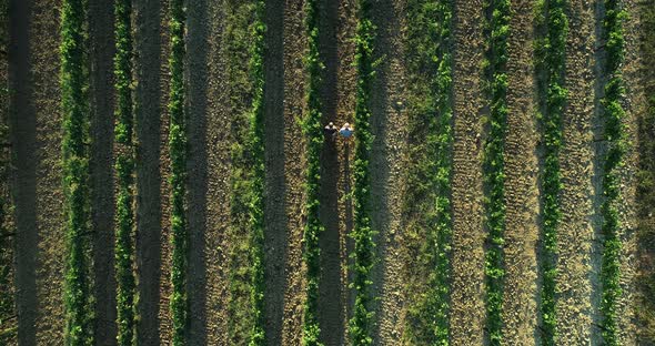 Aerial view of a few people walking in a vineyard in Croatia.