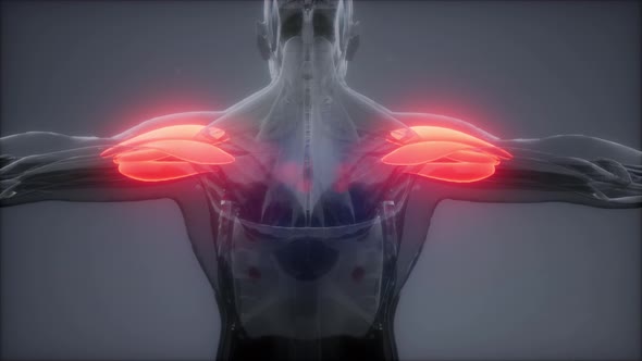 Selected Muscle Anatomy Map alt