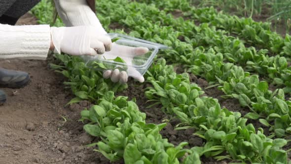 Picking Organic Spinach In A Home Garden