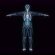Male heart 3d hologram - VideoHive Item for Sale