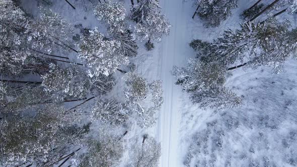Sunny Snowy Road in Winter Forest Top Down Aerial View
