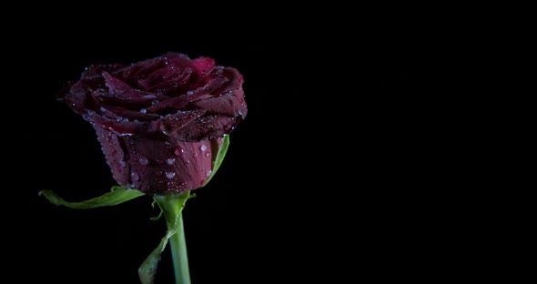 Rose petals with rain drops. 