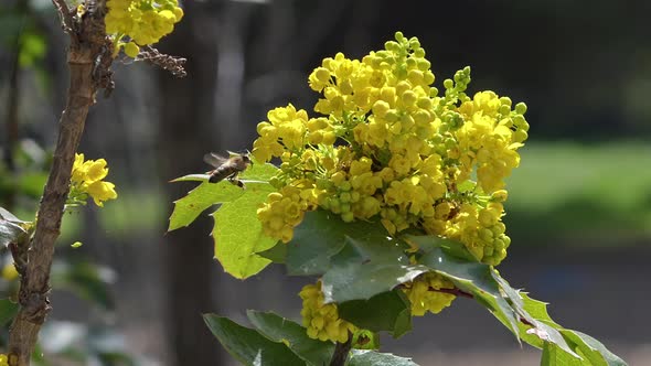 Honey Bees Collecting Pollen From Yellow Flowers In The Forest 2 alt