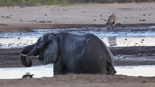 muddy elephant walks around in water