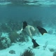 Girl Snorkeling In Caribbean Ocean Barrier Reefs Underwater - VideoHive Item for Sale