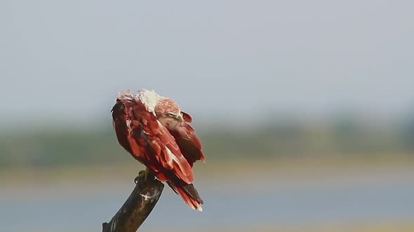 Brahminy kite in Arugam bay nature reserve, Sri Lanka 