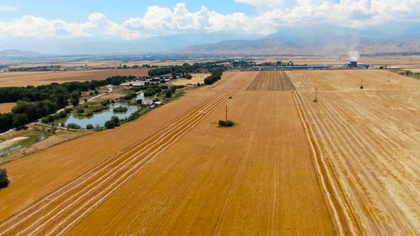 Aerial view of Combine Harvester Harvesting Barley In Agricultural Field