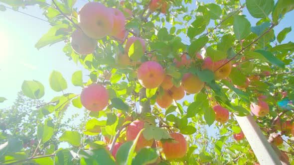 Bunch of Fresh Apples Hang on Branch Near Metal Pole