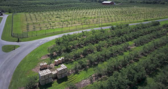 Aerial view of apple orchard with empty crates in a rural environment on a beautiful sunny day.