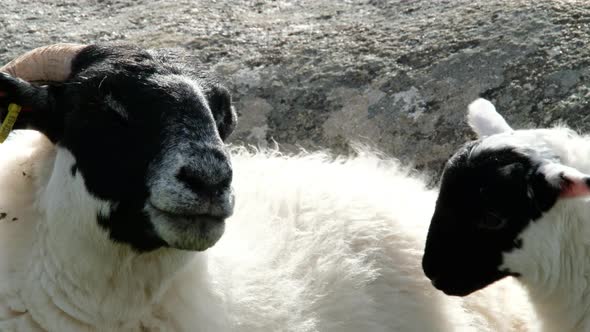 A Blackface Sheep Family in a Field in County Donegal  Ireland