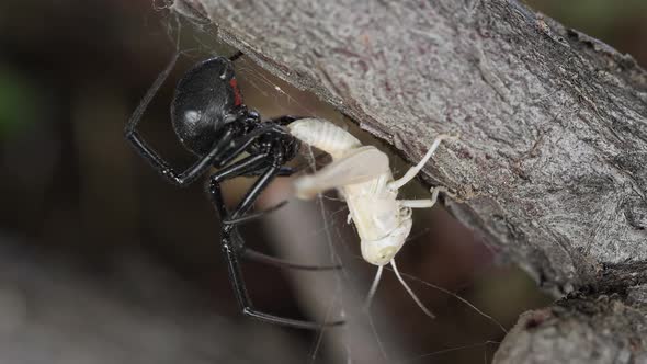 Black Widow Spider with grasshopper stuck in its web