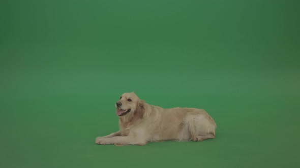 Golden Retriever Gun Dog Bird Dog Lying Green Floor Isolated On Green Screen