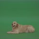 Golden Retriever Gun Dog Bird Dog Lying Green Floor Isolated On Green Screen - VideoHive Item for Sale