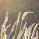 Grass in Sun Rays - VideoHive Item for Sale