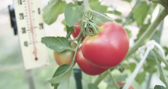Juicy fresh red tomato in front of a thermometer for perfect growth monitoring in a glass greenhouse