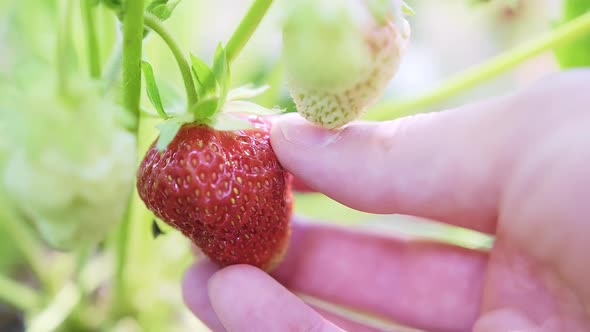 Red and Ripe Strawberry Fruit Hanging on a Bush While Growing in the Garden