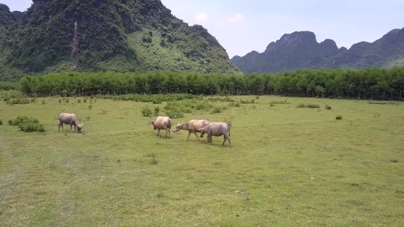 Asian Buffaloes Graze on Meadow Against Forest Aerial View