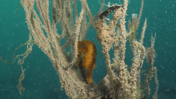 A lone yellow Seahorse hides from predatory fish in a soft coral marine plant below the ocean surfac